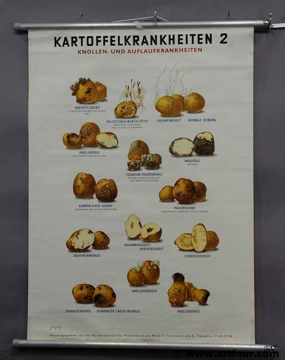Potato Defects Chart