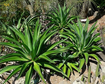 Agave Desmettiana "Smooth Agave"