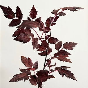Faux Plum Cimicifuga Ramosa Leaf Spray Bundles Small Size - 19.5"