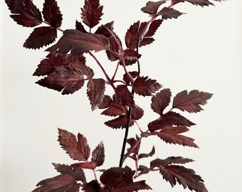 Faux Plum Cimicifuga Ramosa Leaf Spray - 19.5"