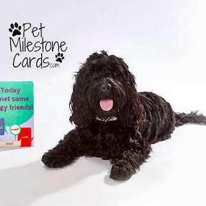 CARTES PUPPY MILESTONE (20) - Téléchargement numérique (auto-impression)