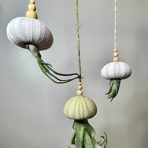 Hanging Urchin Shell Air Plant: Jellyfish Octopus Decor