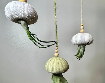 Hanging Urchin Shell Air Plant: Jellyfish Octopus Decor