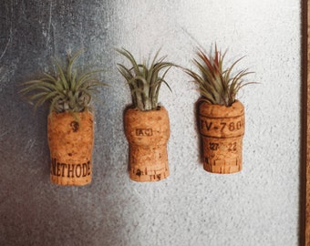 Air Plant Cork Magnets | Individual or Set of Fridge Magnets | Refrigerator Magnets | Decorative Magnets | Live Plant Magnets