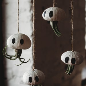 Urchin Shell Ghost with Air Plant: Hanging Jellyfish Decor