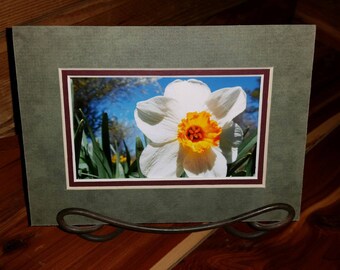 Daffodil