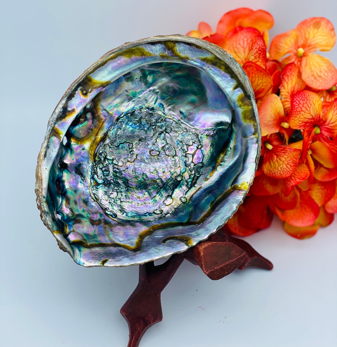 6-7 Large Abalone Shell Smudge Bowl Set w/Wooden Tripod | Etsy