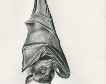 Bat. Flying Fox. Australian native animal. Bat, Australian. Bat lovers gift. Graphite drawing print. Bat print, bat gift.