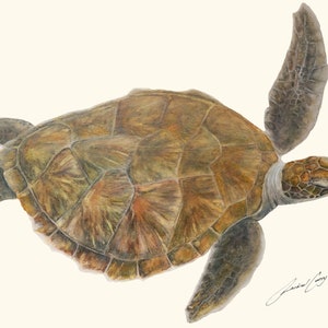 Sea Turtle Painting Green Sea Turtle