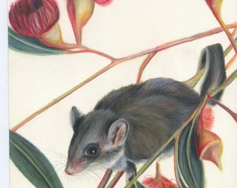 Feathertail Glider - Australian Marsupial Drawing - Australian art, animal art, Australian possum, flowers, gum leaves, eucalypt,