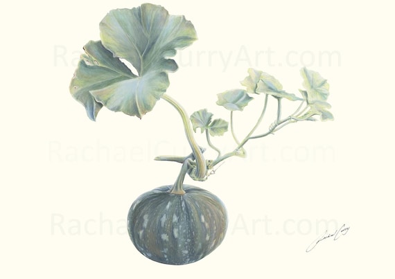 Pumpkin and leaves art by Rachael Curry, pencil and watercolour archival print from my original drawing.