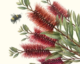 Red Flowers Bottle Brush Bumble Bee, archival quality print from my original watercolour art painting