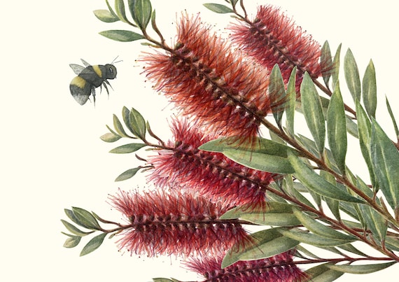 Red Flowers Bottle Brush Bumble Bee, archival quality print from my original watercolour art painting