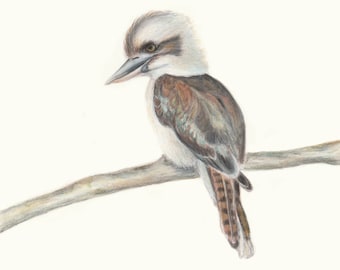 Australischer lachender Kookaburra. Kookaburra Australischer Vogel Kunstdruck. Tolles Geschenk für Papa zu Weihnachten!