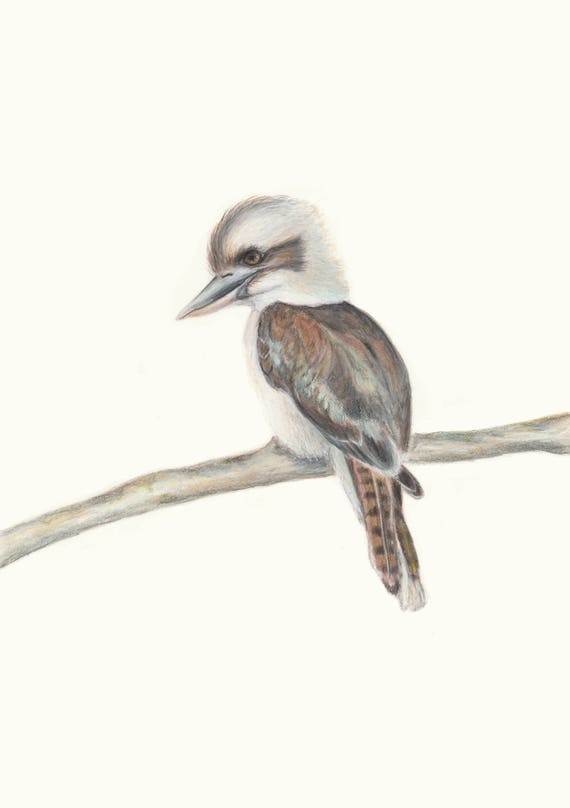 Australian Laughing Kookaburra. Kookaburra Australian Bird Art Print. Great gift for Dad this Christmas!