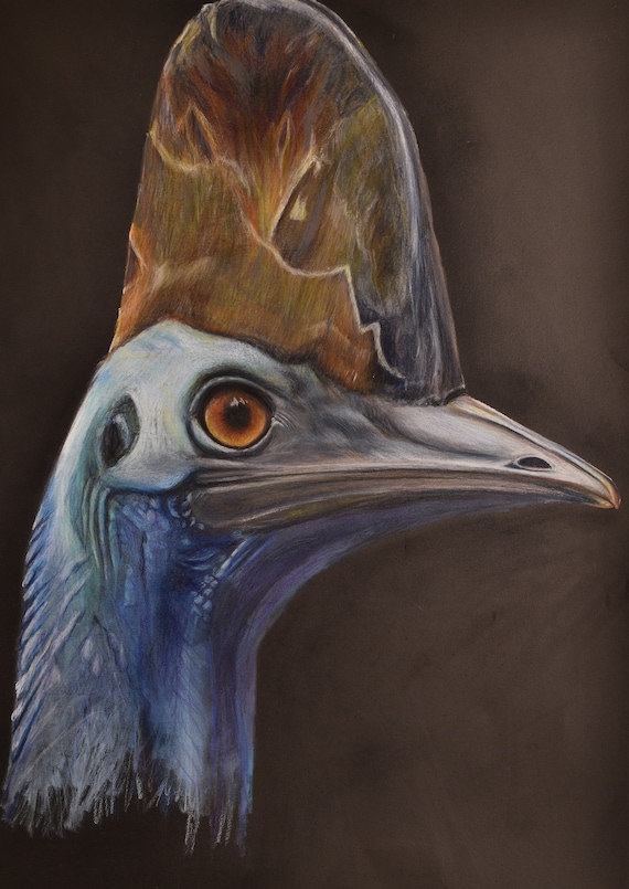 Cassowary - Australian Bird - bird art drawing print. Blue cassowary painting for your home!