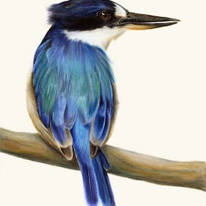 Blue Australian Kingfisher. Beautiful bird art, superior print. Dad gift Christmas. Kingfisher wall art, great gift for Mum. image 1