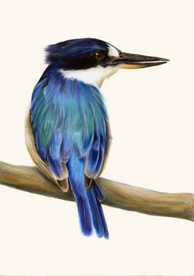 Blue Australian Kingfisher. Beautiful bird art, superior print. Dad gift Christmas. Kingfisher wall art, great gift for Mum. image 1