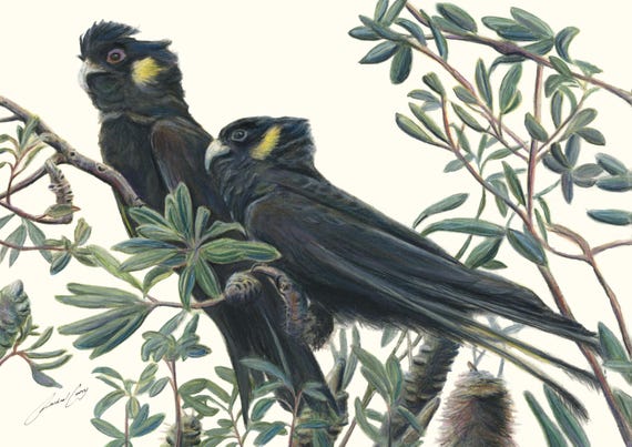 Yellow Tail Black Cockatoo Pencil Drawing with Banksia