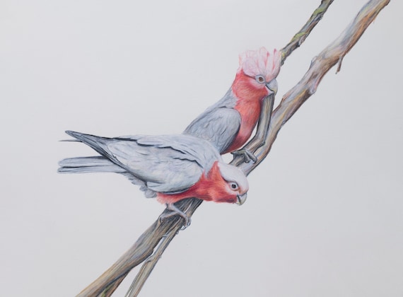 Australian Galah Art. Galah bird art drawing fine art print. Christmas gift for mum and dad. Teachers gift. Wall art, realistic art. Animals