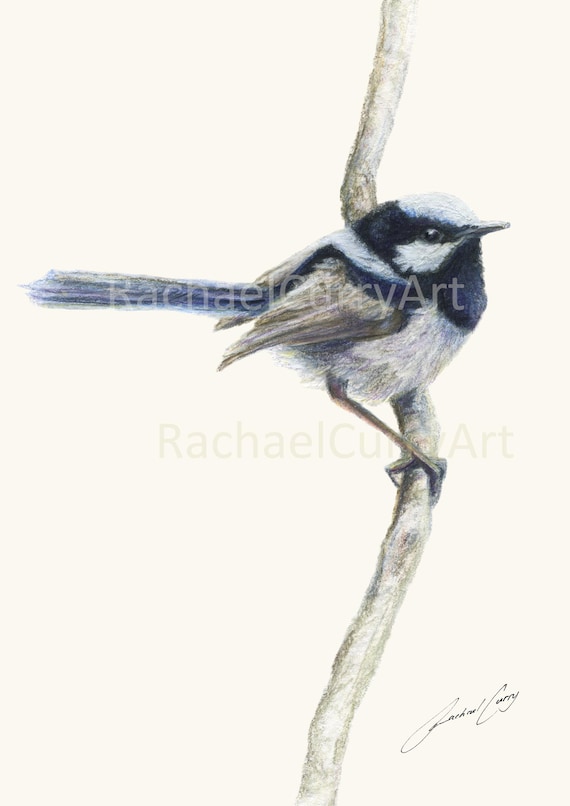 Blue Wren Pencil Drawing