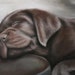 see more listings in the Dog and Cat series section