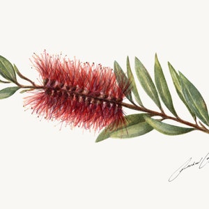 Red Australian Flower. Botanic Watercolour Painting Art. Callistemon, Bottlebrush. Gift for Mum.