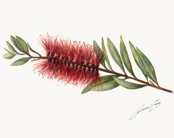 Red Australian Flower. Botanic Watercolour Painting Art. Callistemon, Bottlebrush. Gift for Mum.