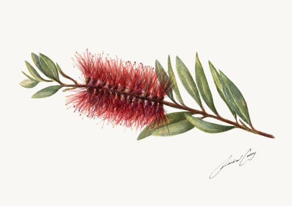 Red Australian Flower. Botanic Watercolour Painting Art. Callistemon, Bottlebrush. Gift for Mum.