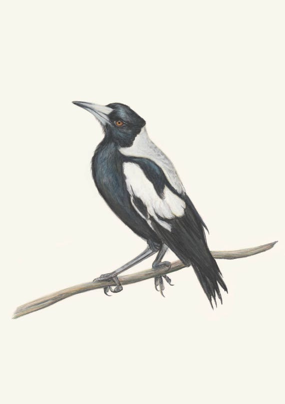 Magpie Wall Art. Australian Magpie drawing print. Collingwood, gift for her, gift for him, gift for dad. Bird lover wall decor artwork