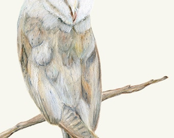 Barn Owl Pencil Drawing - Sweet Little Barn Owl