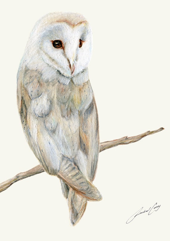 Barn Owl Pencil Drawing - Sweet Little Barn Owl