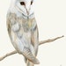 see more listings in the Australian Animal Series section