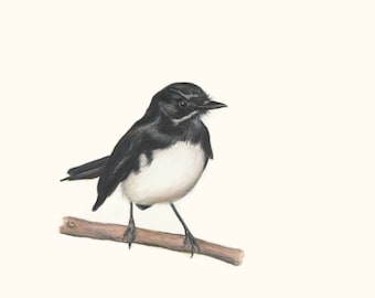 Willie Wagtail - Great Christmas Gift.  Australian Bird Wildlife Art, unique gift for your loved one who just loves birds and bird art.
