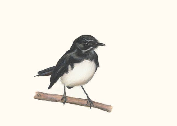 Willie Wagtail - Great Christmas Gift.  Australian Bird Wildlife Art, unique gift for your loved one who just loves birds and bird art.