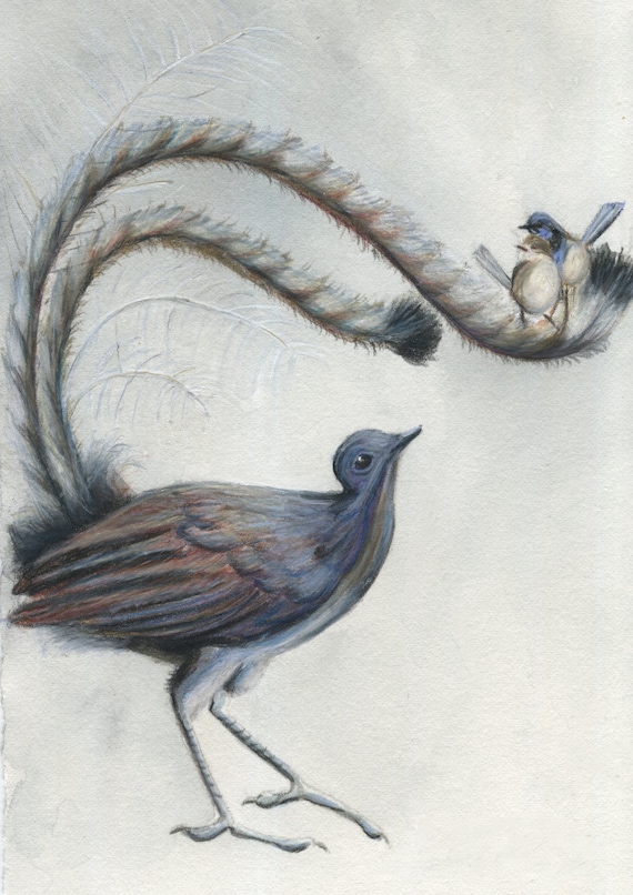 Lyrebird and Wrens - Sweet Australian Bird Art