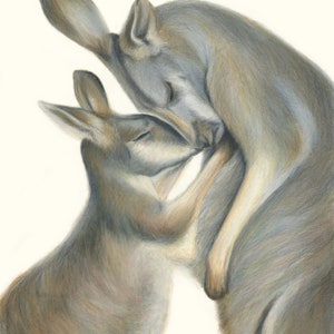 Kangaroo Love. Hugs and kangaroo kisses, perfect gift for those you love. Australian Red Kangaroo.