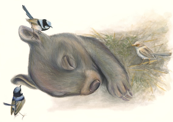 LIMITED EDITION PRINT. Sleepy Wombat. Sweet sleeping wombat how I love you!