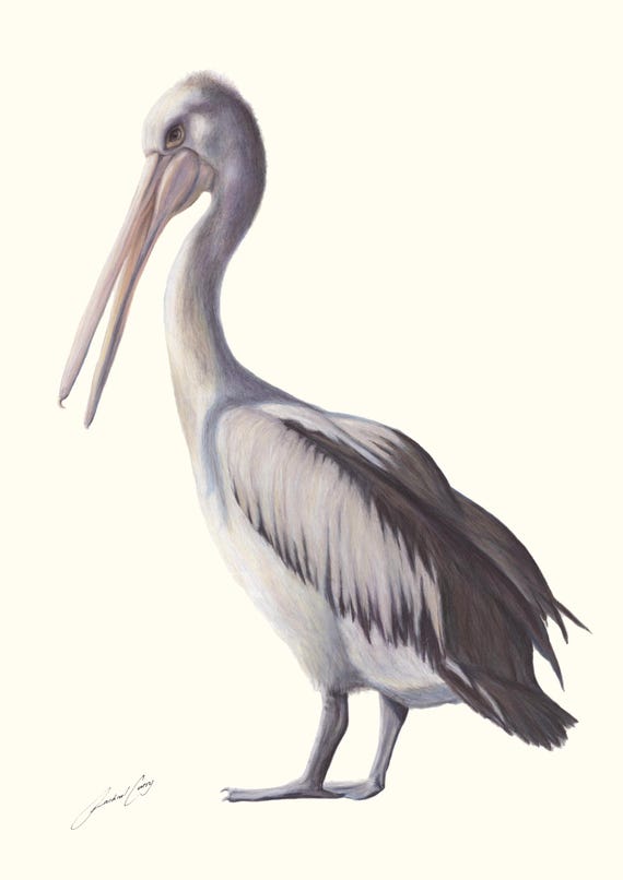 Pelican art drawing, fine art print by Rachael Curry Art