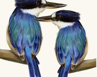 Two Kingfishers Australian Bird Art Print. Exceptional print. Beautiful birds gift. Great blue home decor, wall decor. Living room art. Blue