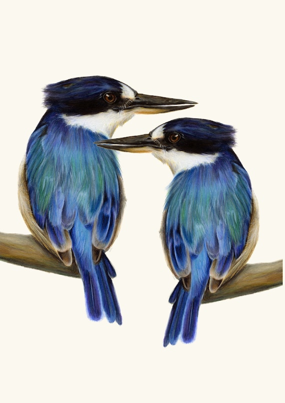 Two Kingfishers Australian Bird Art Print. Exceptional print. Beautiful birds gift. Great blue home decor, wall decor. Living room art. Blue