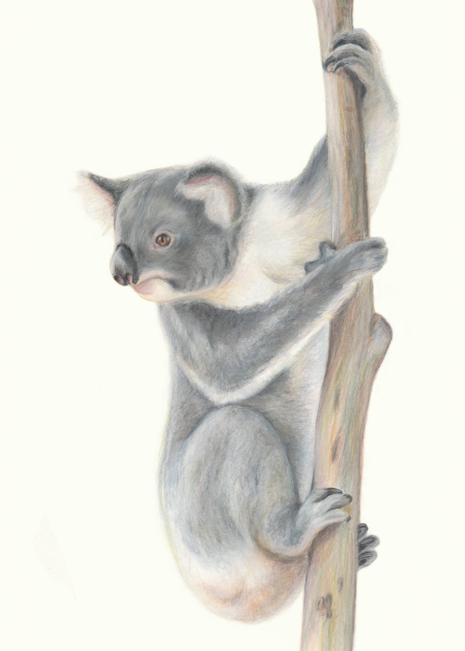 Koala! Koalas, our iconic Australian animal. Fine art ...