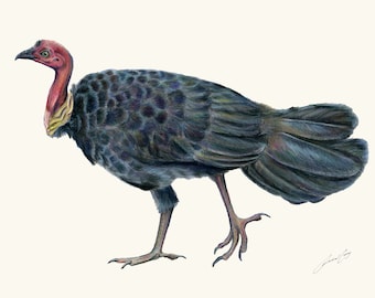 Kunstdruk: kalkoenborstel, kalkoenstruik, kalkoen schrob; Noosa's iconische vogel uit Queensland!  Potloodtekening