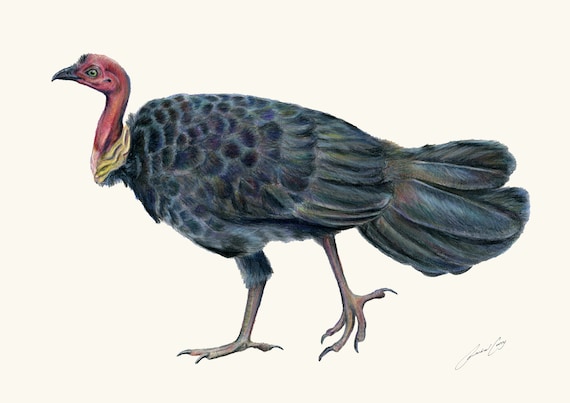 Fine art print: Brush Turkey, Bush Turkey. Noosas iconic Queensland bird! Gift for Dad. Christmas gift ideas. Pencil drawing