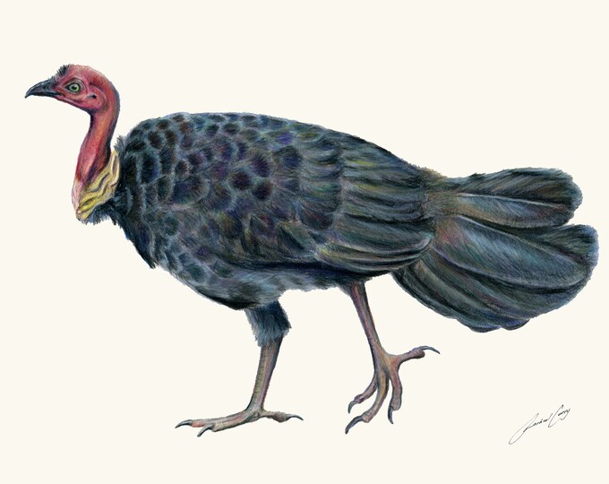 Featured listing image: Fine art print: Brush Turkey, Bush Turkey. Noosas iconic Queensland bird! Gift for Dad. Christmas gift ideas. Pencil drawing