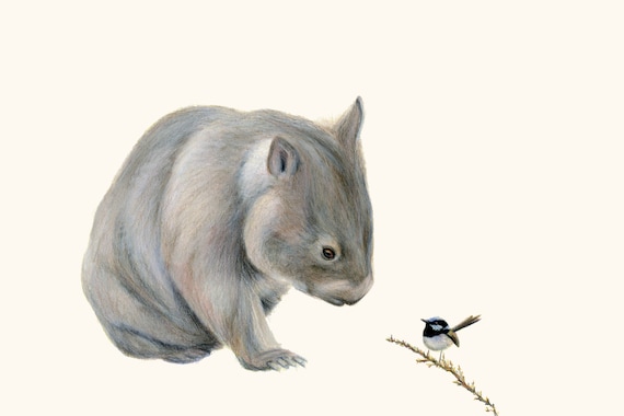 Wombat and Blue Fairy Wren 2 - Wombat art, wombat print. Great Australian animal gift. Wall art for nursery, home decor print for home.