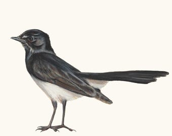 Willie Wagtail Bird - pássaro australiano. Desenho a lápis por Rachael Curry Art. Orientação retrato.