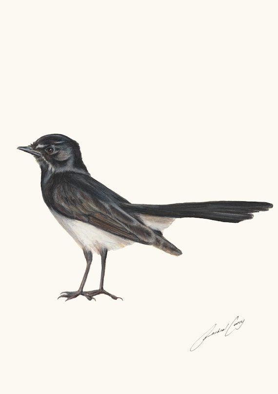 Willie Wagtail Bird - Australian bird. Pencil art drawing by Rachael Curry Art. Portrait orientation.