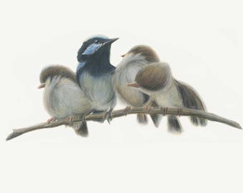 Blue fairy wrens. Bird art print from original artwork. Great Christmas gift - gift for mum, gift for her, blue wren, blue bird, Australian