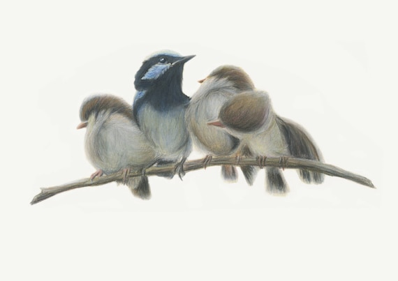 Blue fairy wrens. Bird art print from original artwork. Great Christmas gift - gift for mum, gift for her, blue wren, blue bird, Australian